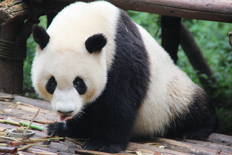2（1）我们的大熊猫萌萌哒.png